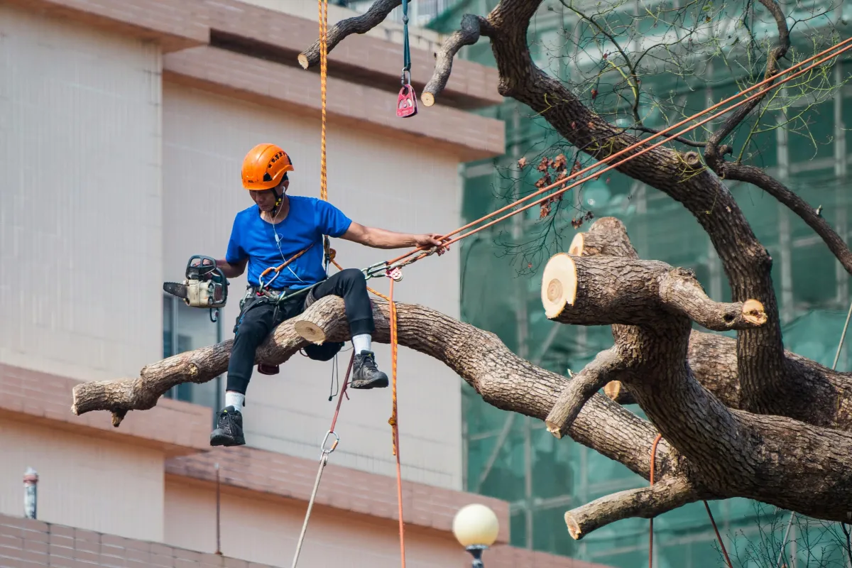 Professional Tree Felling Services in Gauteng