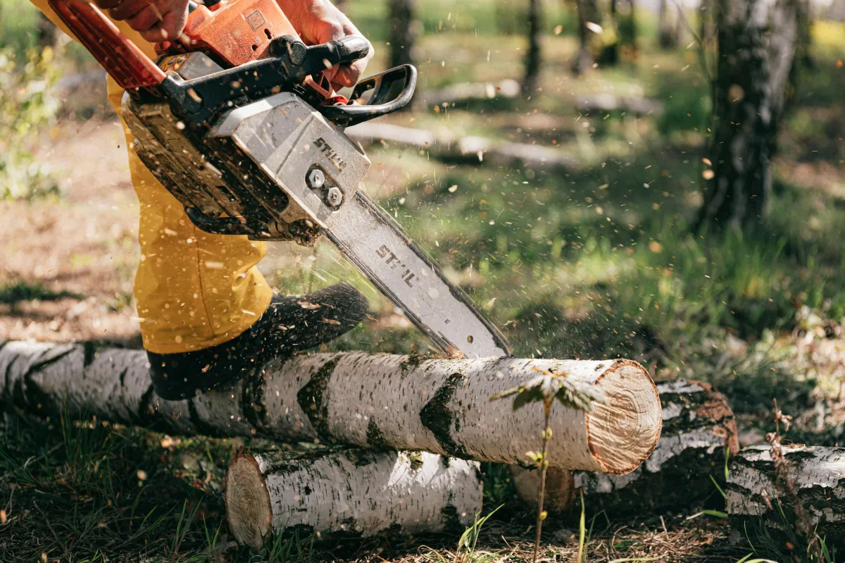 Professional Tree Felling Services