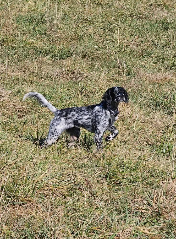Guided hunting group with trained pointing dogs in open fields surrounded by fall foliage.