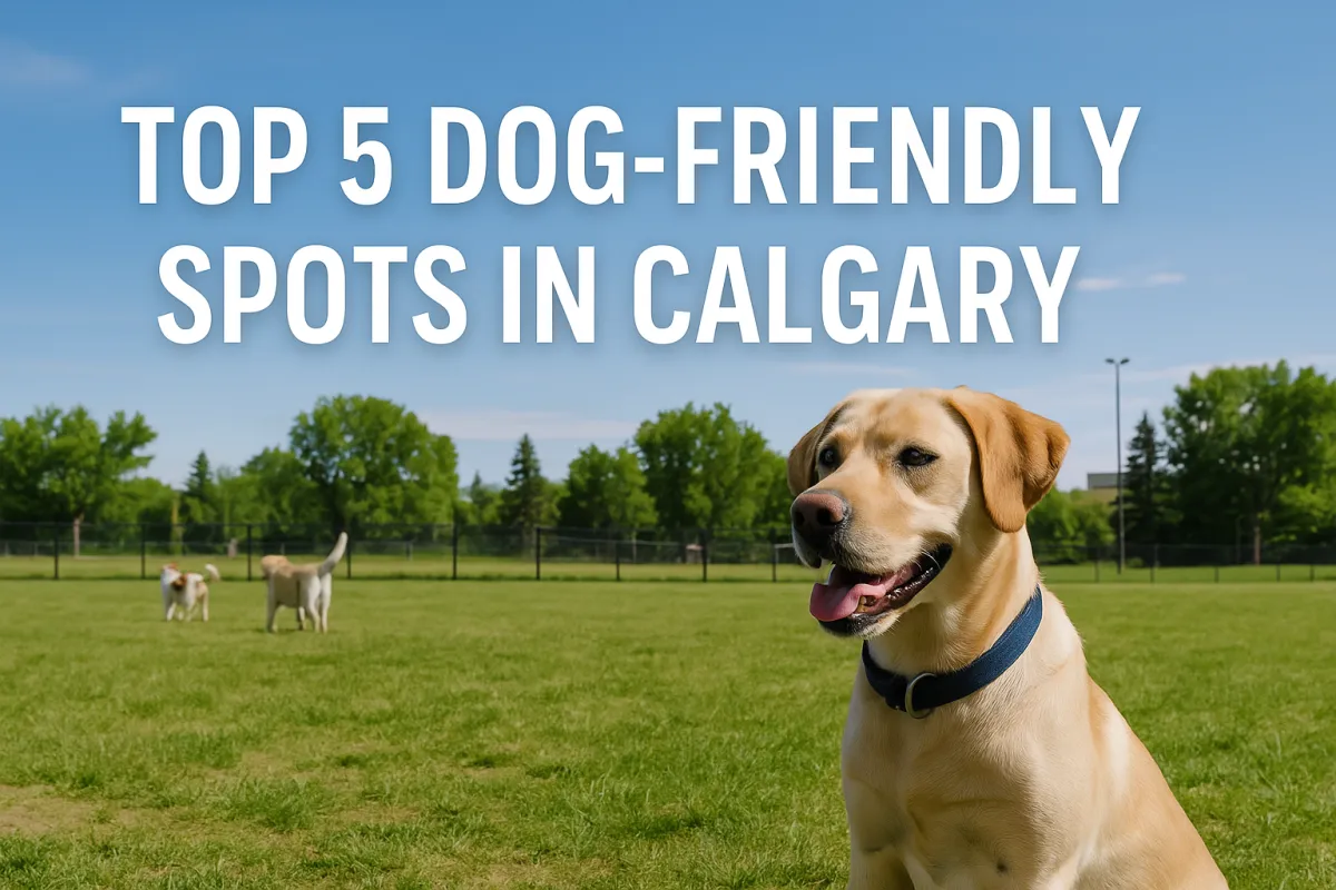 Top 5 Dog-Friendly Spots in Calgary