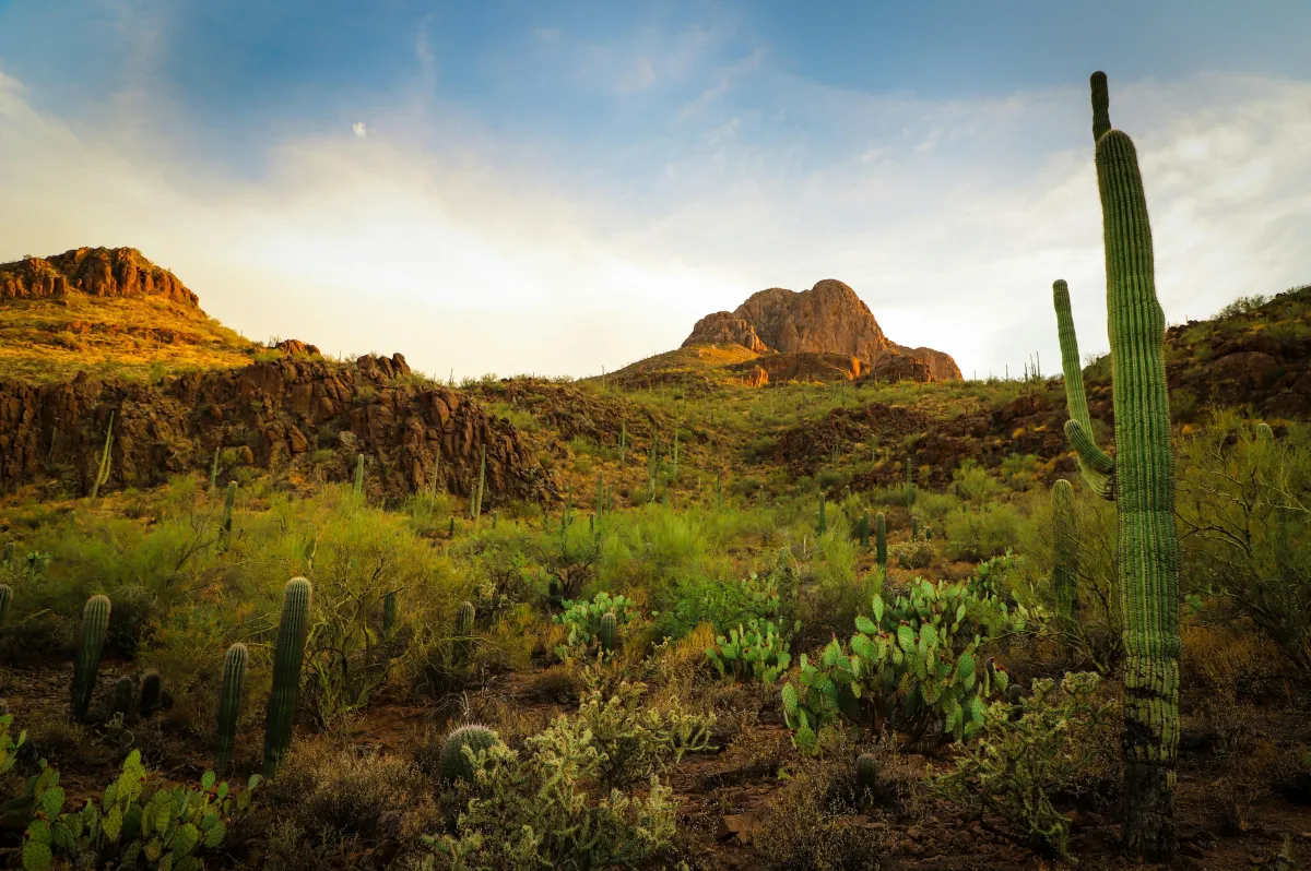 Photo of desert