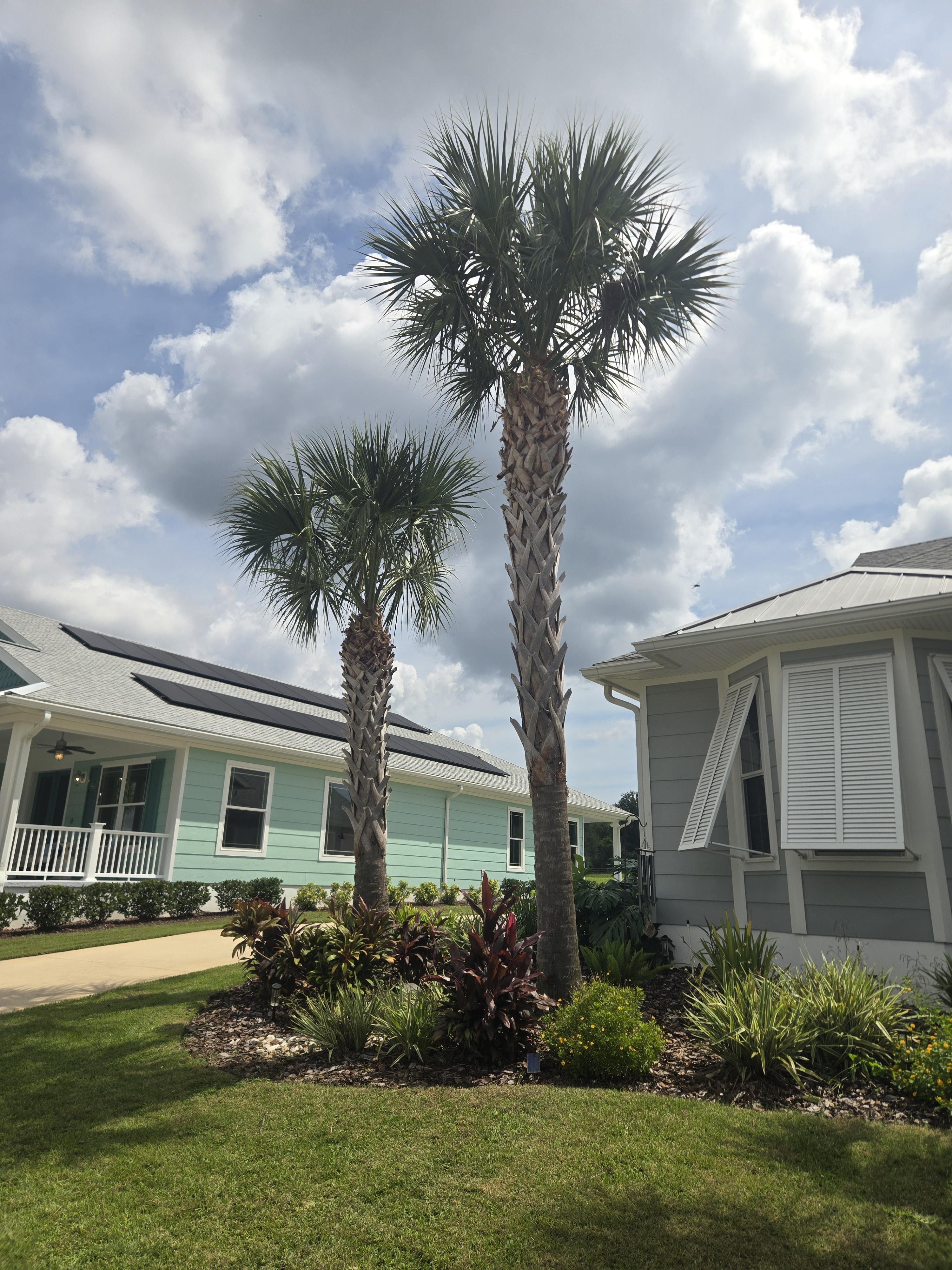 Ornamental & Palm Tree Trimming