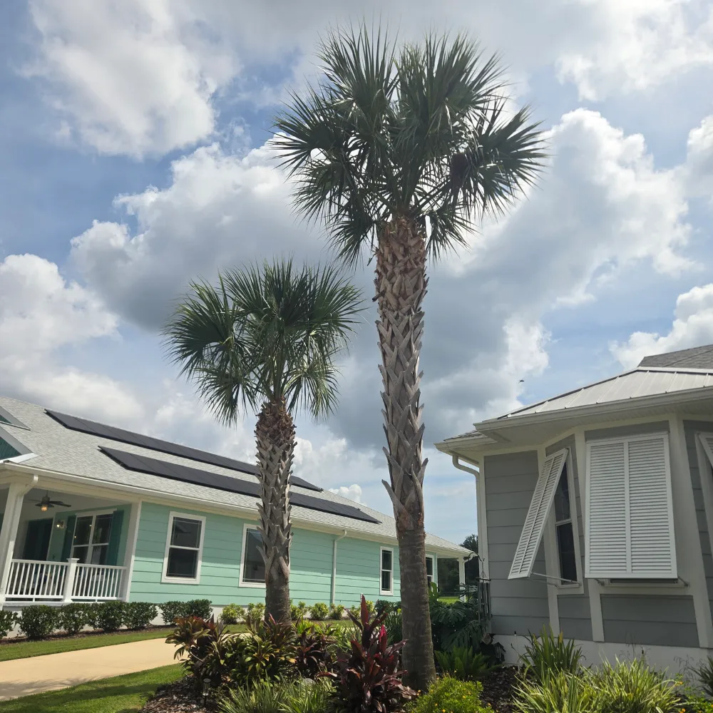 Ornamental & Palm Tree Trimming