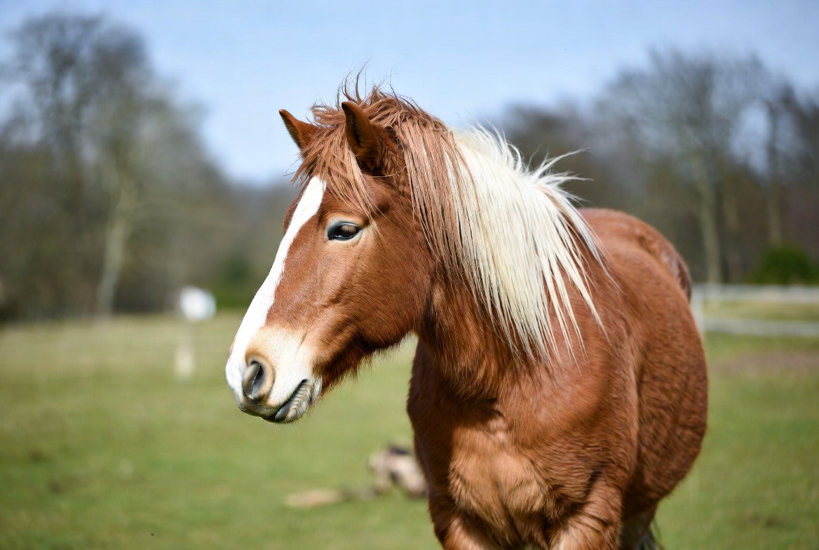 Mortgage broker using a digital dashboard app to track lead generation performance, providing full transparency of the sales pipeline and data ownership for independent brokerage growth.