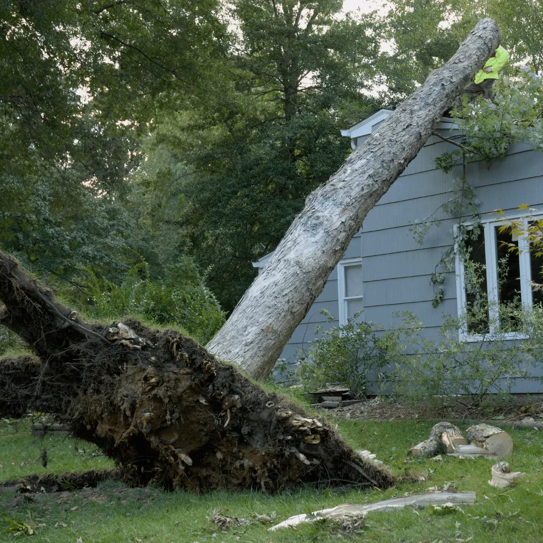 Tree Emergency