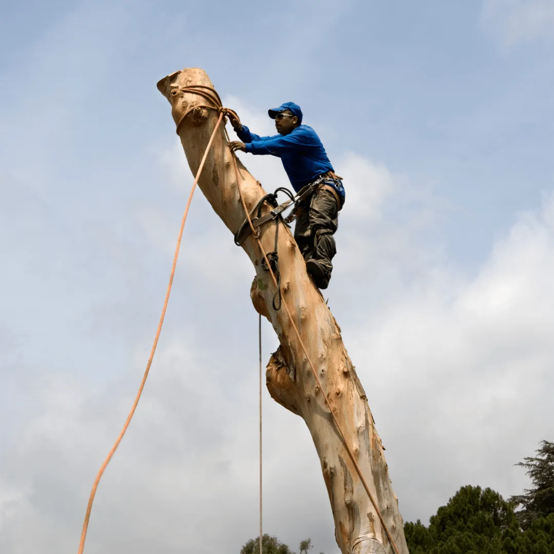  Large Tree Remoal