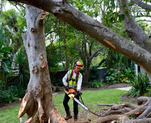 tree pruning brisbane