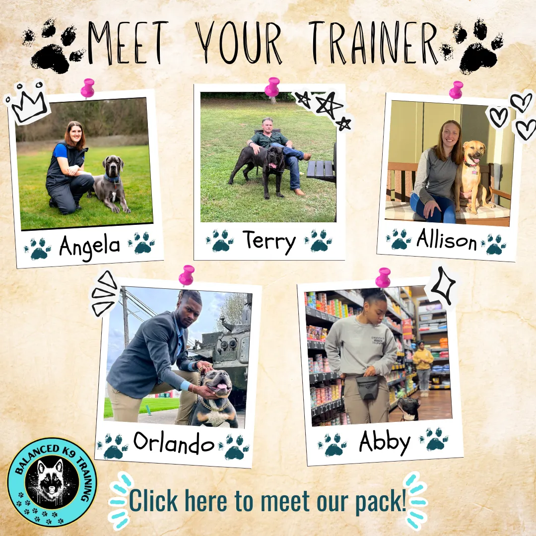 collection of pictures of dog trainers