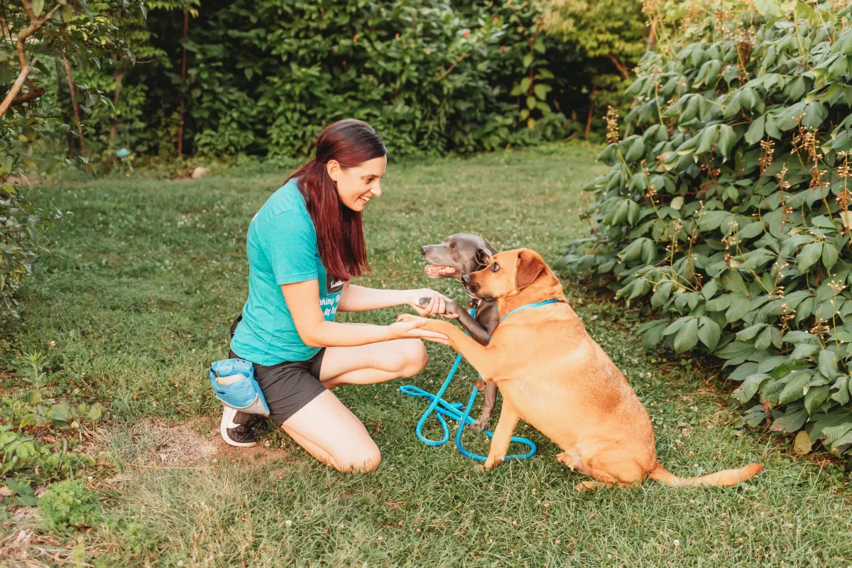 puppy-boarding