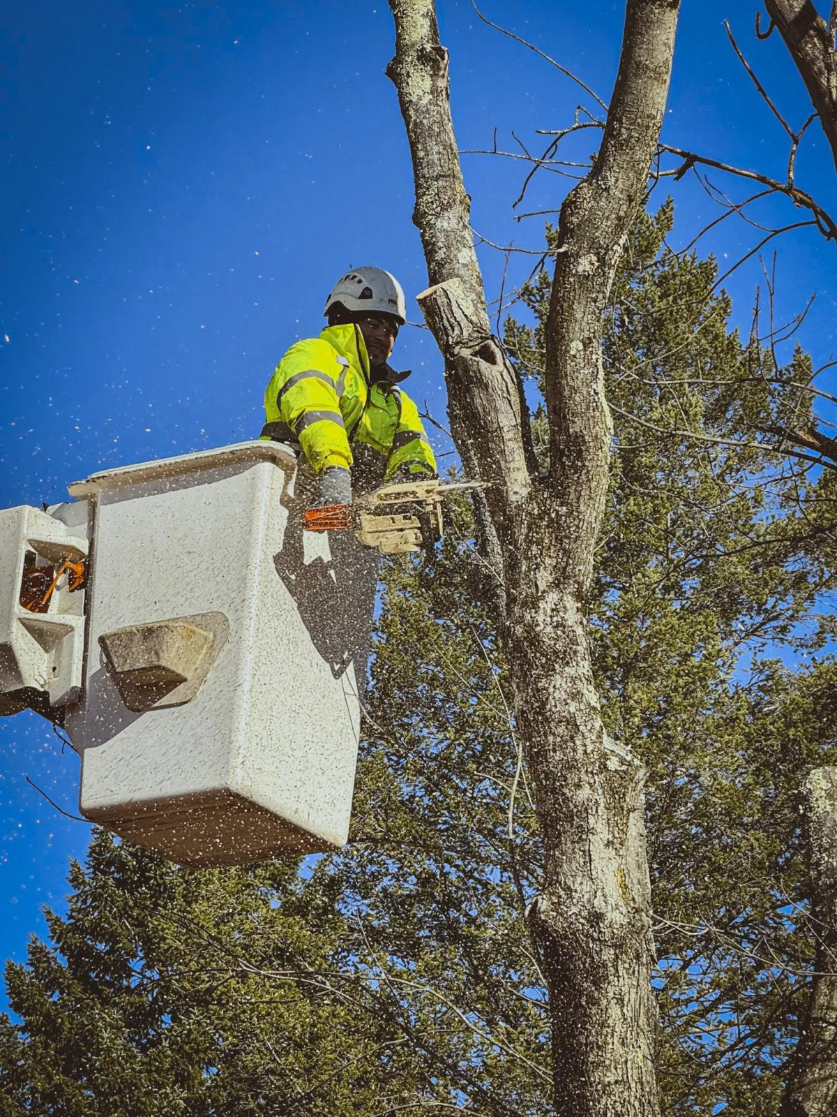 Reliable tree experts in Connecticut offering a wide range of services including tree removal, stump grinding, brush clearing, land grading, land clearing, site preparation, emergency tree services, tree trimming, pruning, hazard tree assessments, and debris removal for residential and commercial projects.