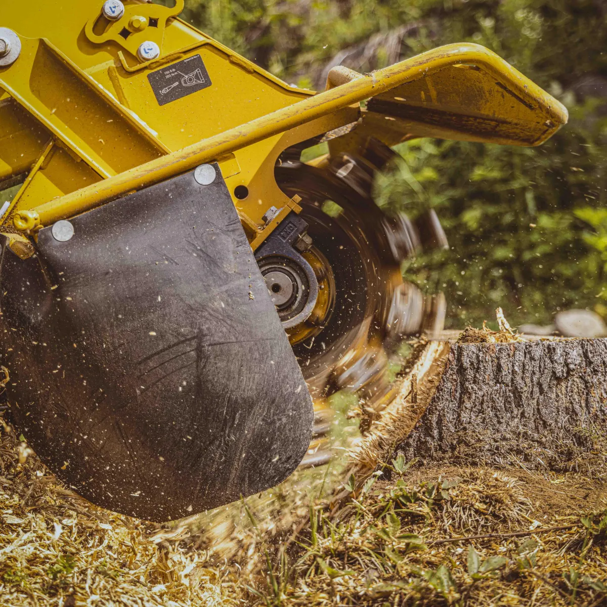 Professional stump grinding service in Connecticut, using heavy-duty equipment to efficiently grind down tree stumps, refill craters, and restore the landscape for a smooth, even finish. Serving Bloomfield, Windsor, Hartford, West Hartford, Simsbury, Granby, and surrounding areas.