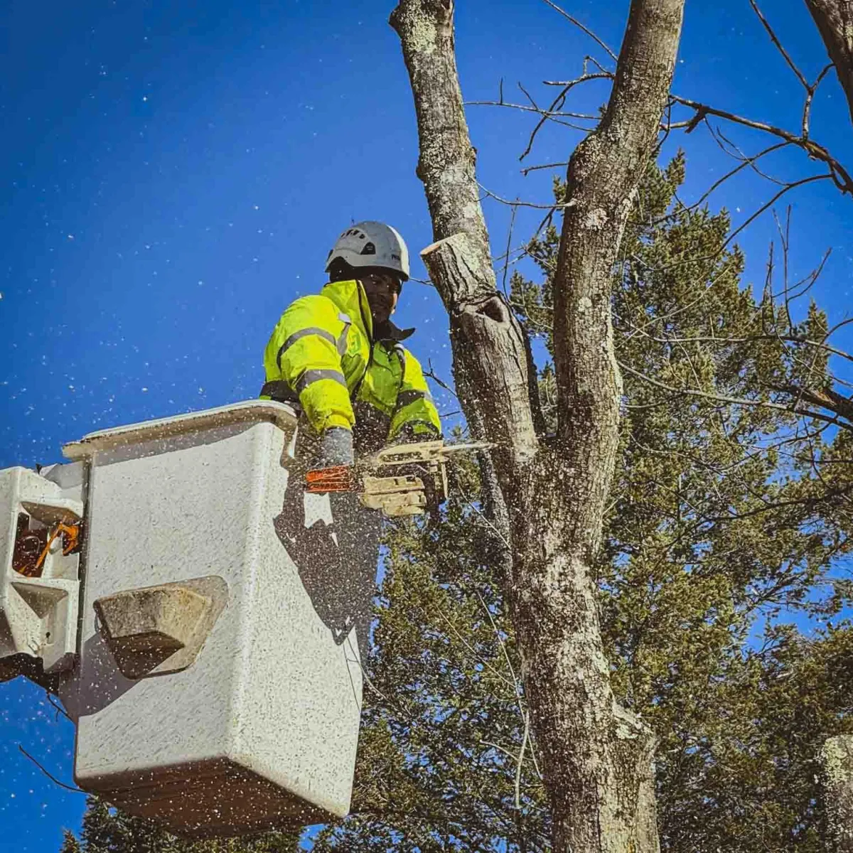 Expert tree removal services in Connecticut, safely and efficiently removing trees of all sizes with professional equipment. We ensure the safety of your property and surrounding area, serving towns including Bloomfield, Windsor, Hartford, West Hartford, Simsbury, Granby, and more.