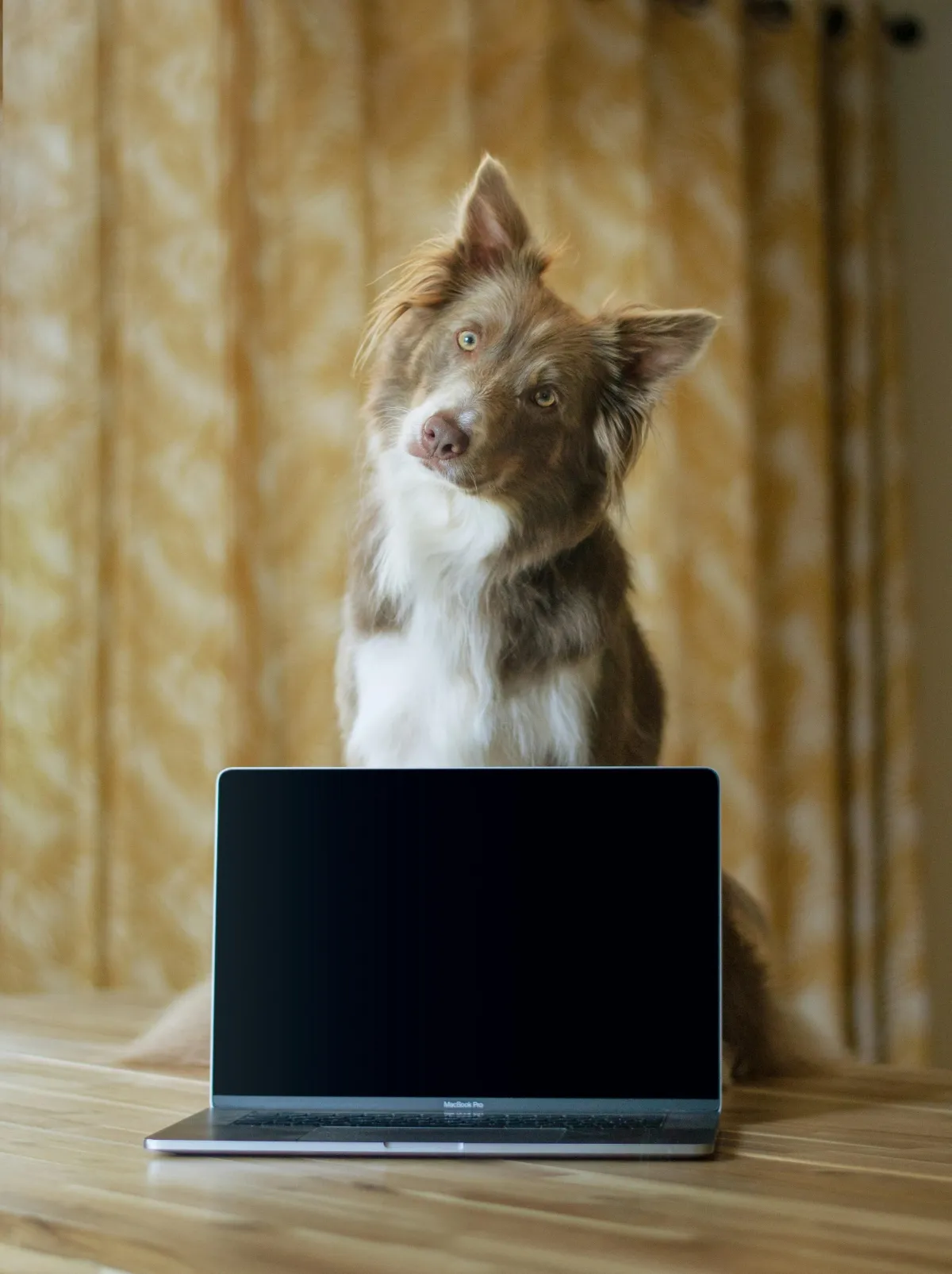 A calm, well-lit workspace highlighting a personalized approach to pet care mentoring