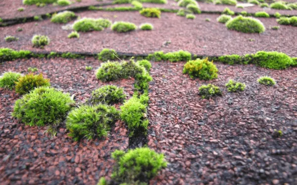 Grönmossa har börjat växa på taket