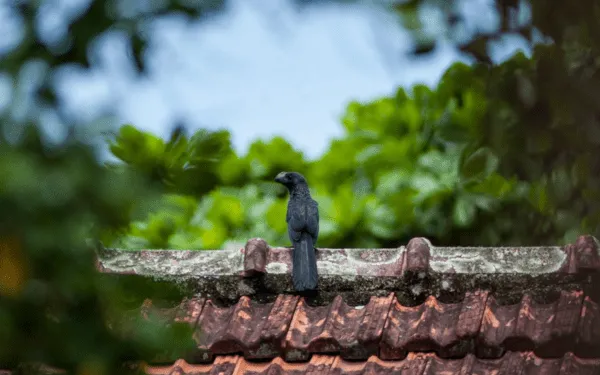 svart fågel sitter på ett tak