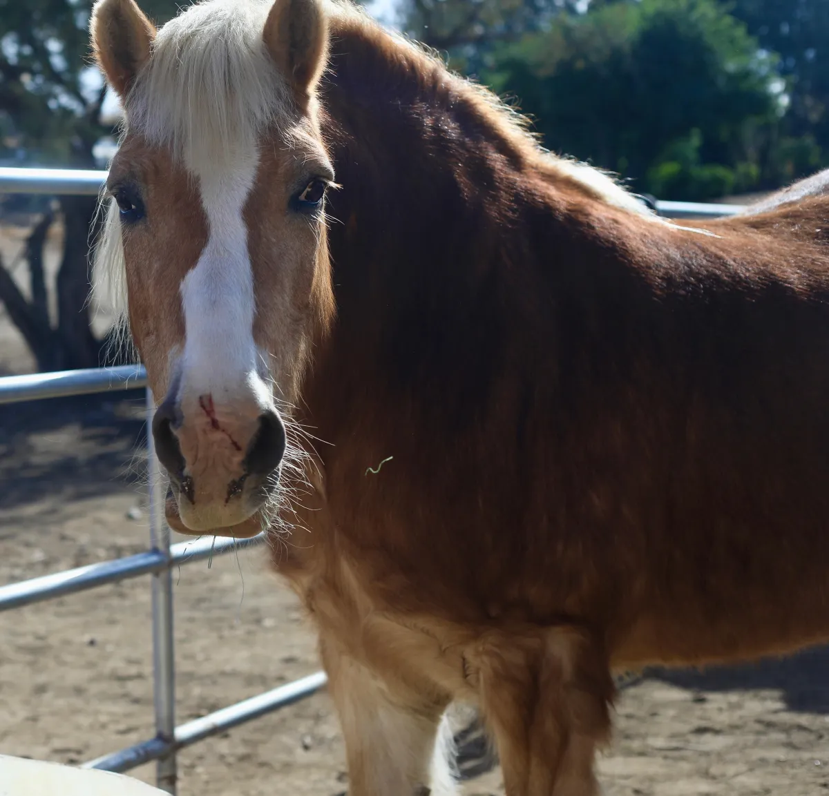Equine therapy on the Hope Ranch property