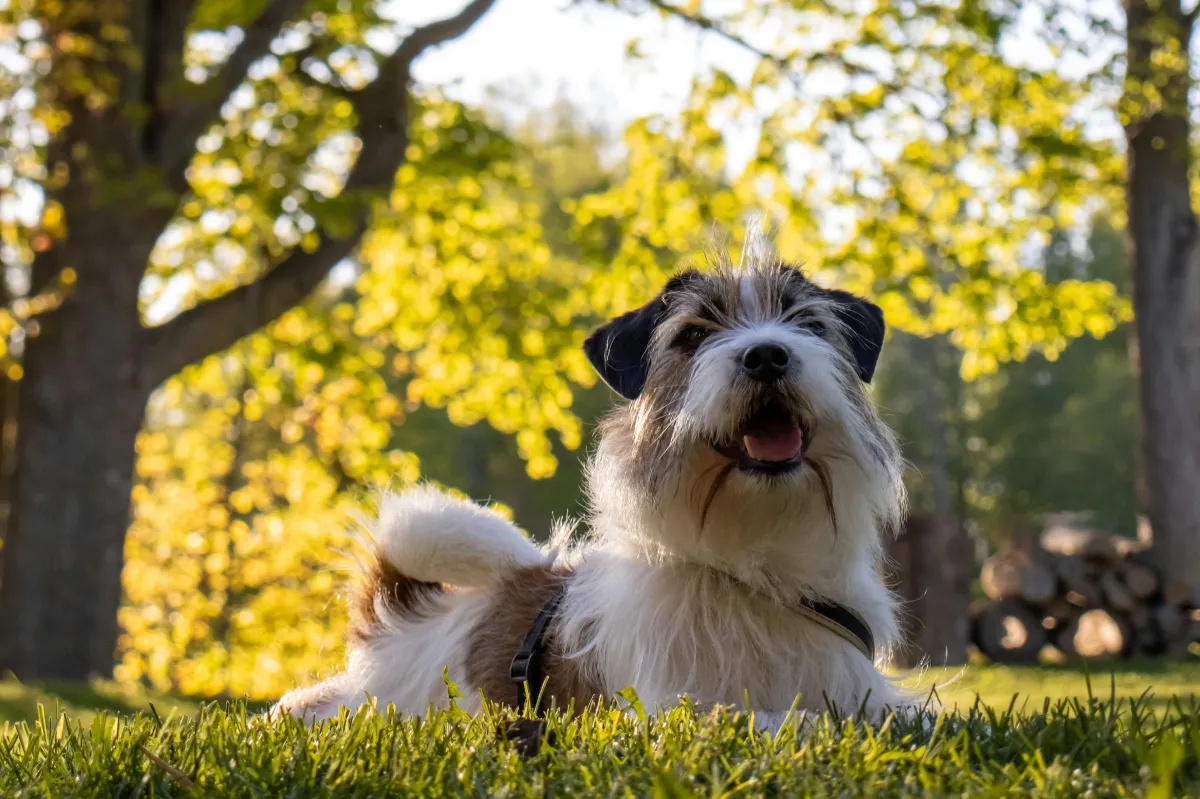 Cute dog laying on a Beautiful lawn