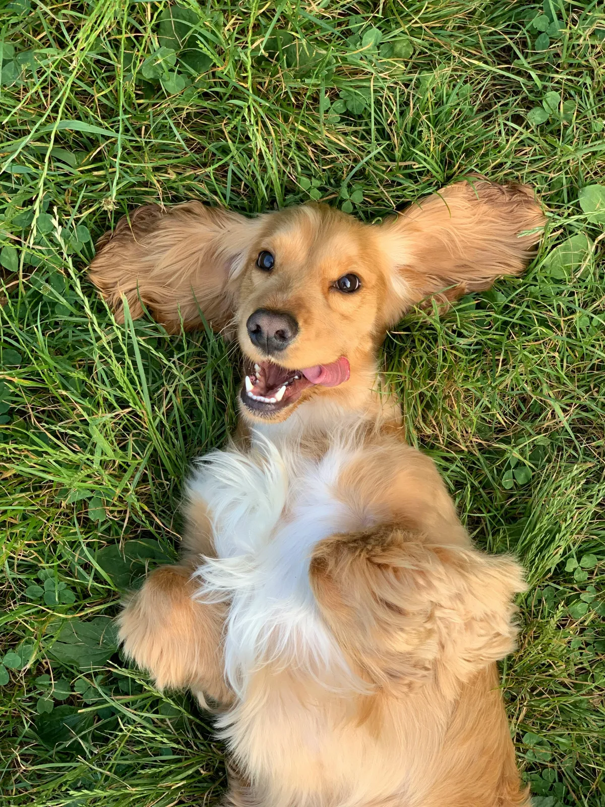 Picture of dog rolling in grass. Photo by Ralu Gal on Unsplash. 