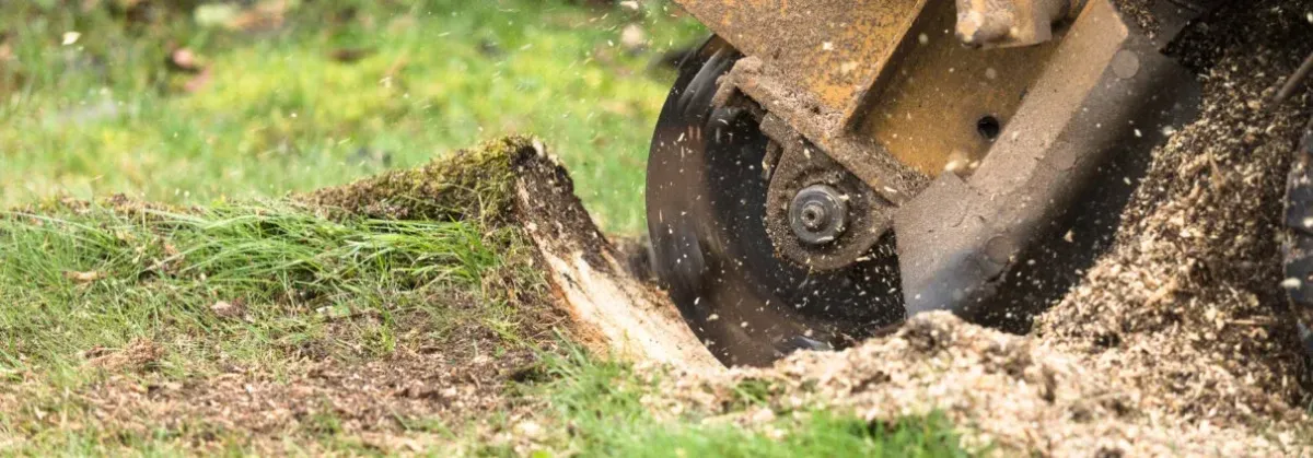 Stump Grinding Jackson MI