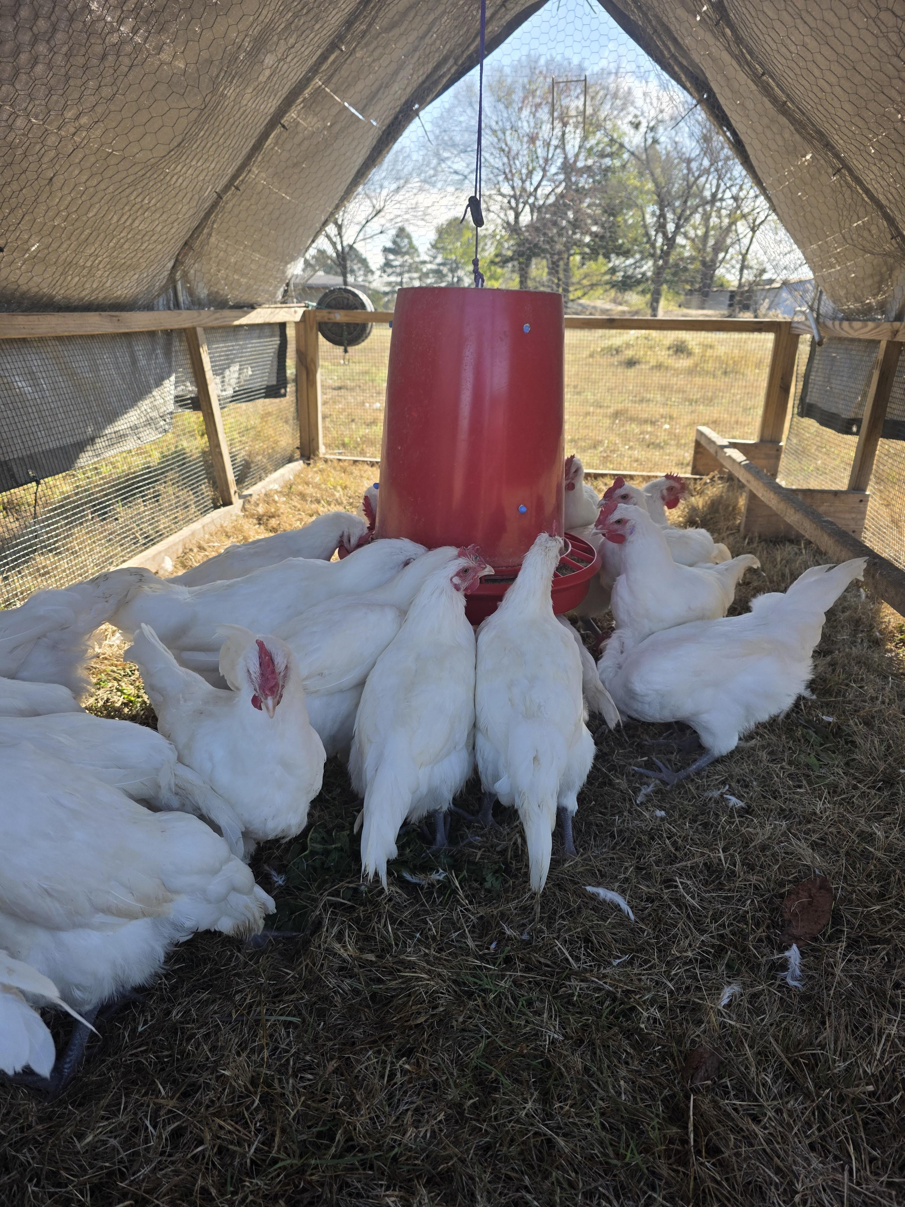 Pasture-raised chicken