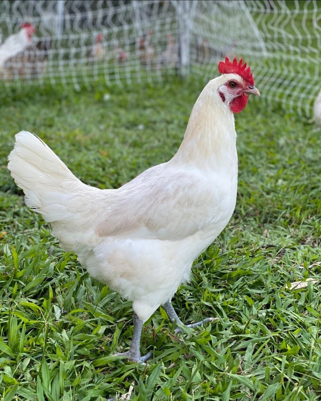 pasture-raised chickens grazing on fresh grass at Texas farm