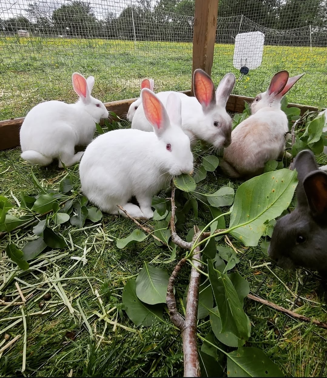 Pasture-raised rabbits