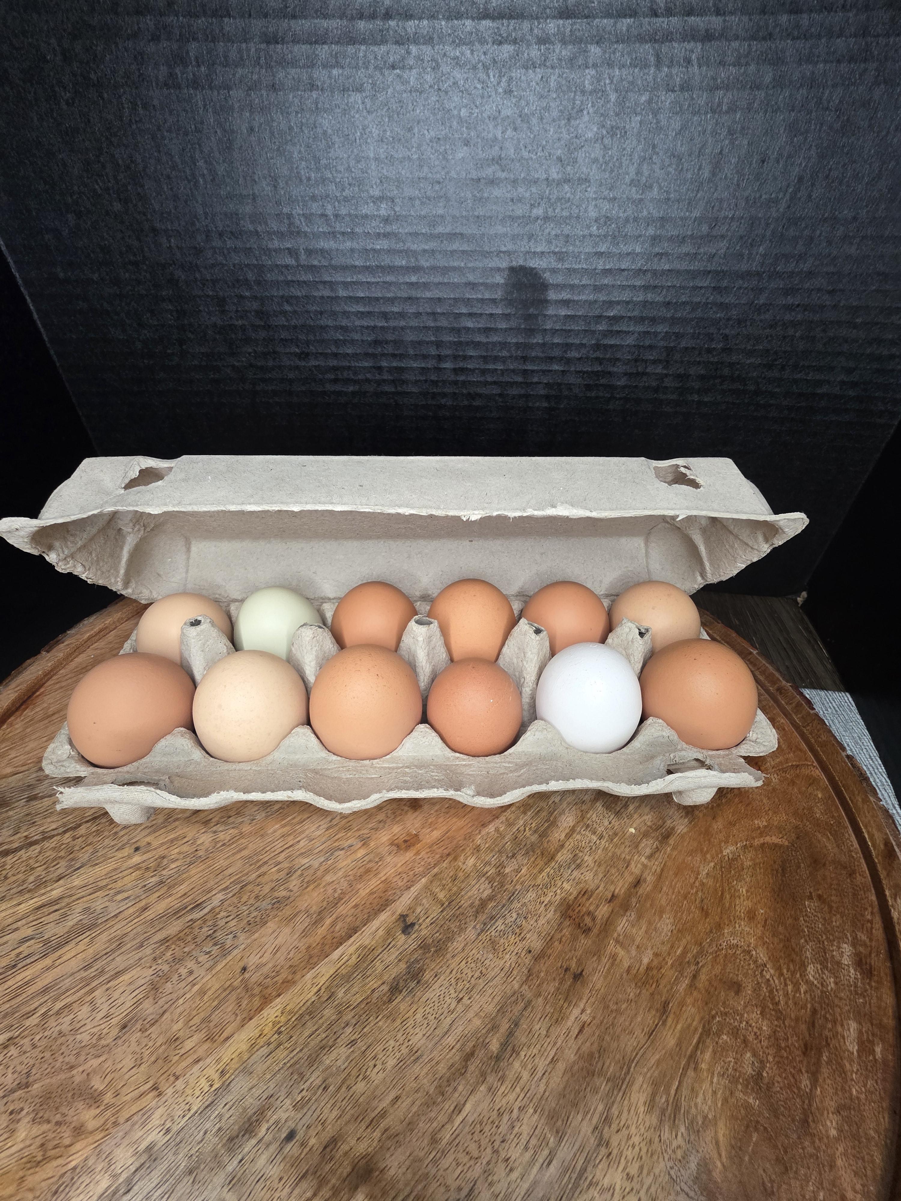 Clean farm-fresh chicken eggs in rollaway nesting boxes at Holland Legacy Farms