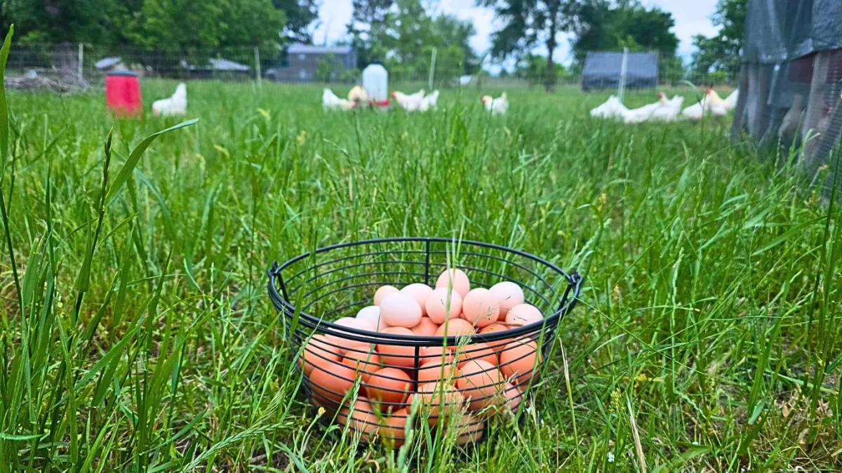 American Bresse pasture raised chicken near Dallas Texas