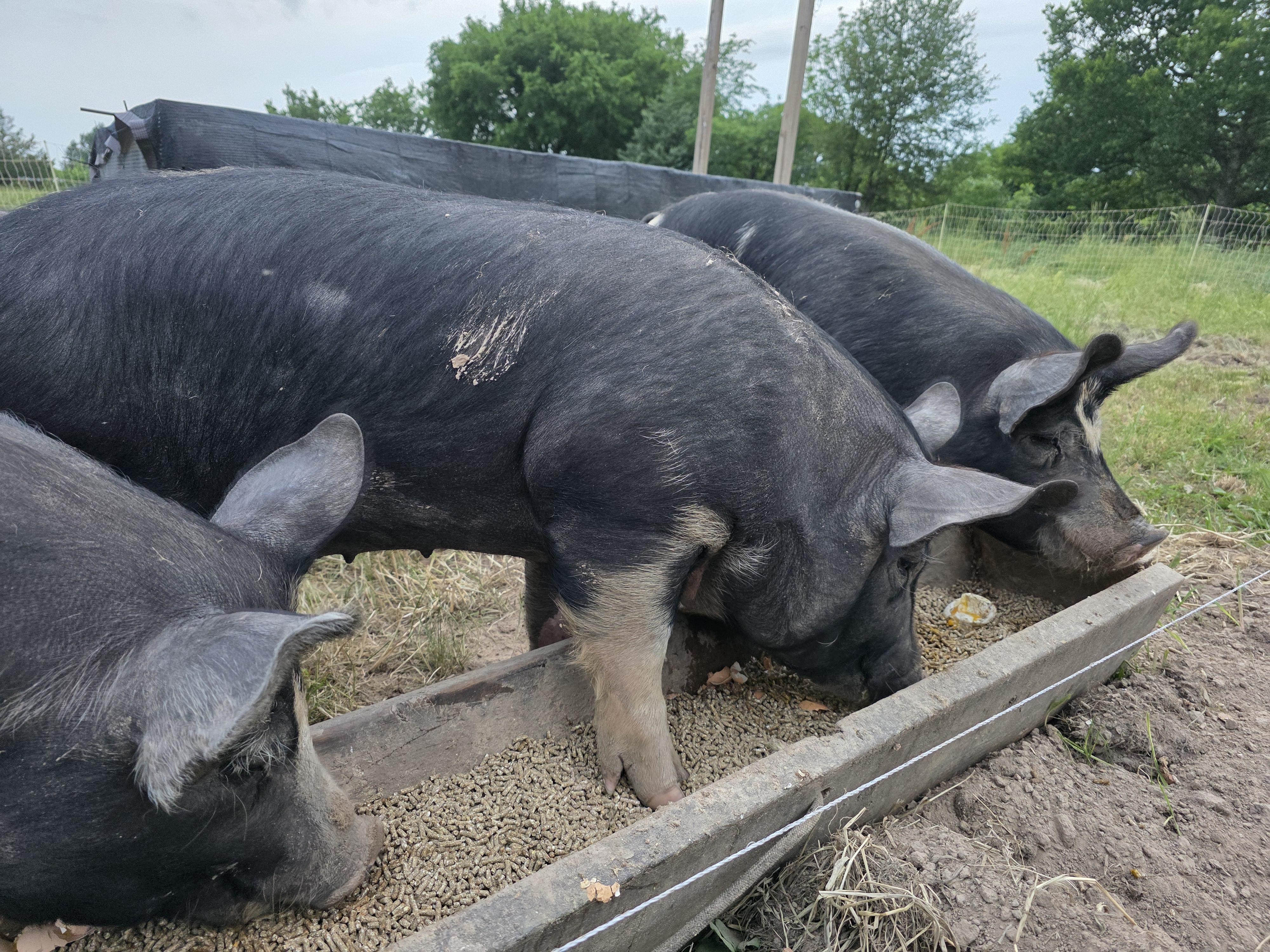 Pasture-raised heritage pigs rotated weekly on grass at Holland Legacy Farms