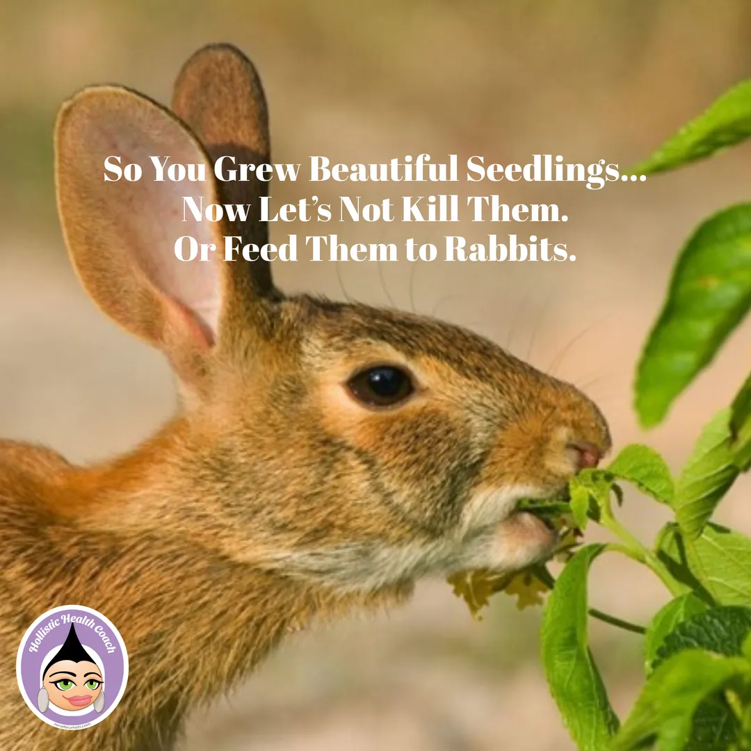 So You Grew Beautiful Seedlings… Now Let’s Not Kill Them. Or Feed Them to Rabbits.