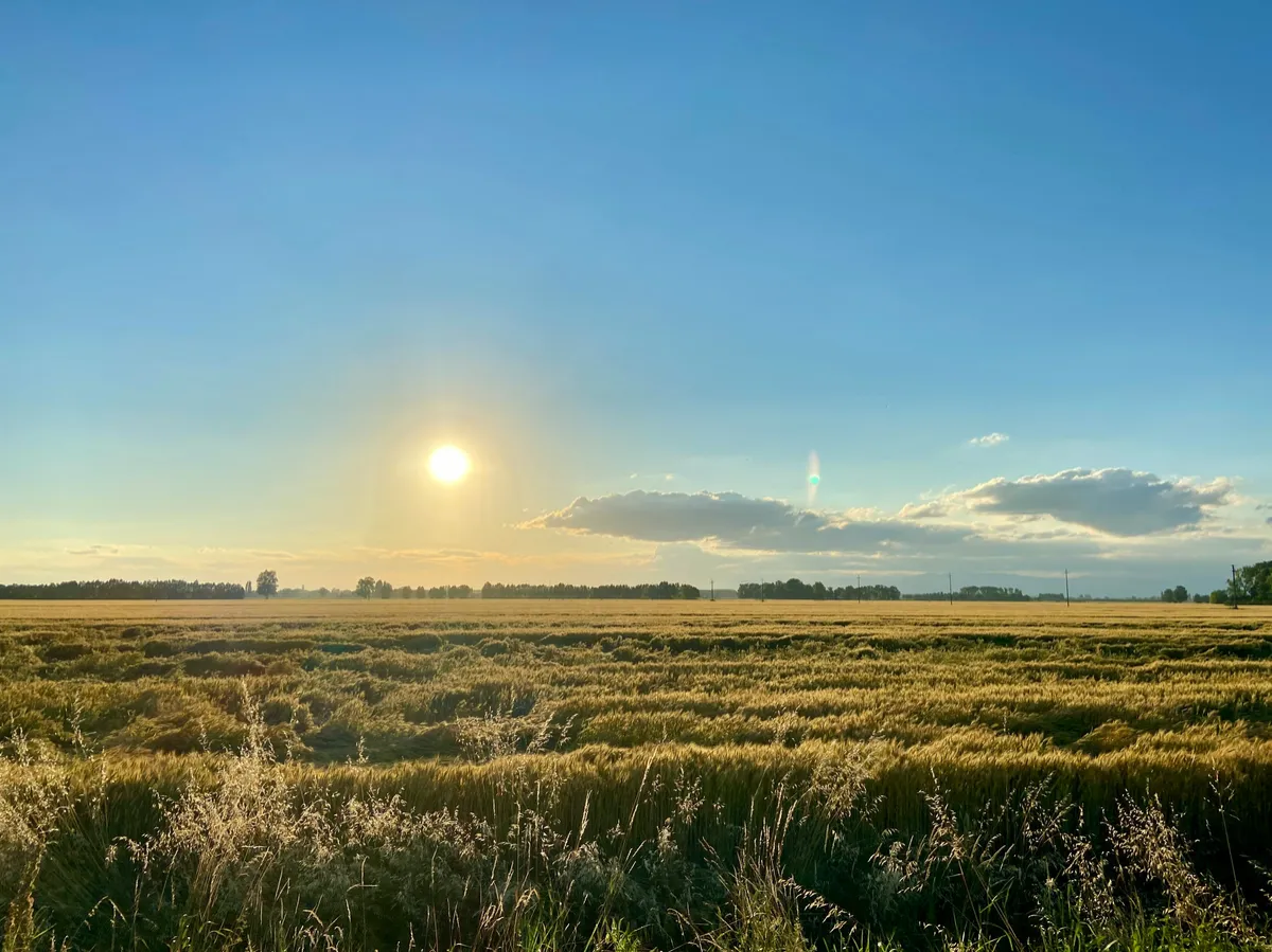 Owner-financed land in Texas from Victory Land Sales