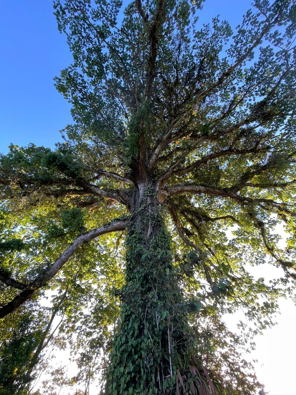 Giant Ceiba tree tree in Costa Rica 