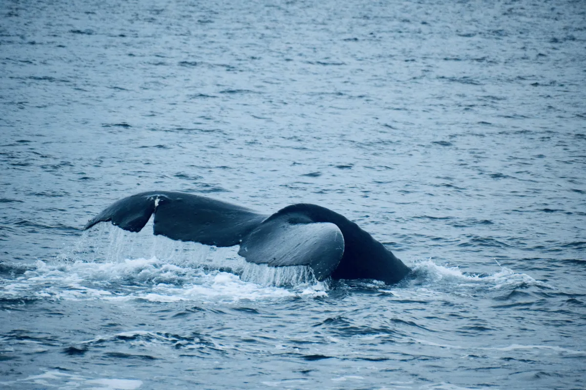 Whale watching Icy strait point
