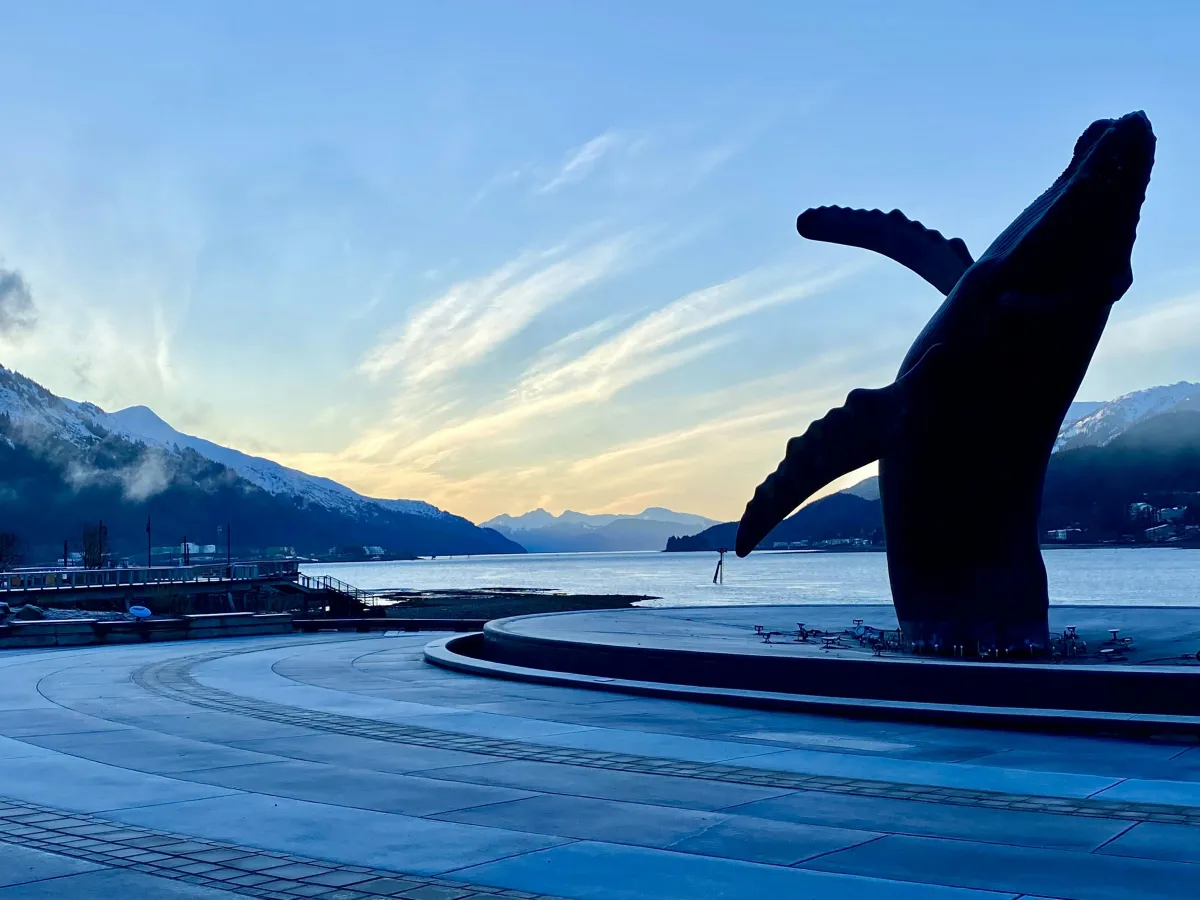 Juneau whale watching humpbacks