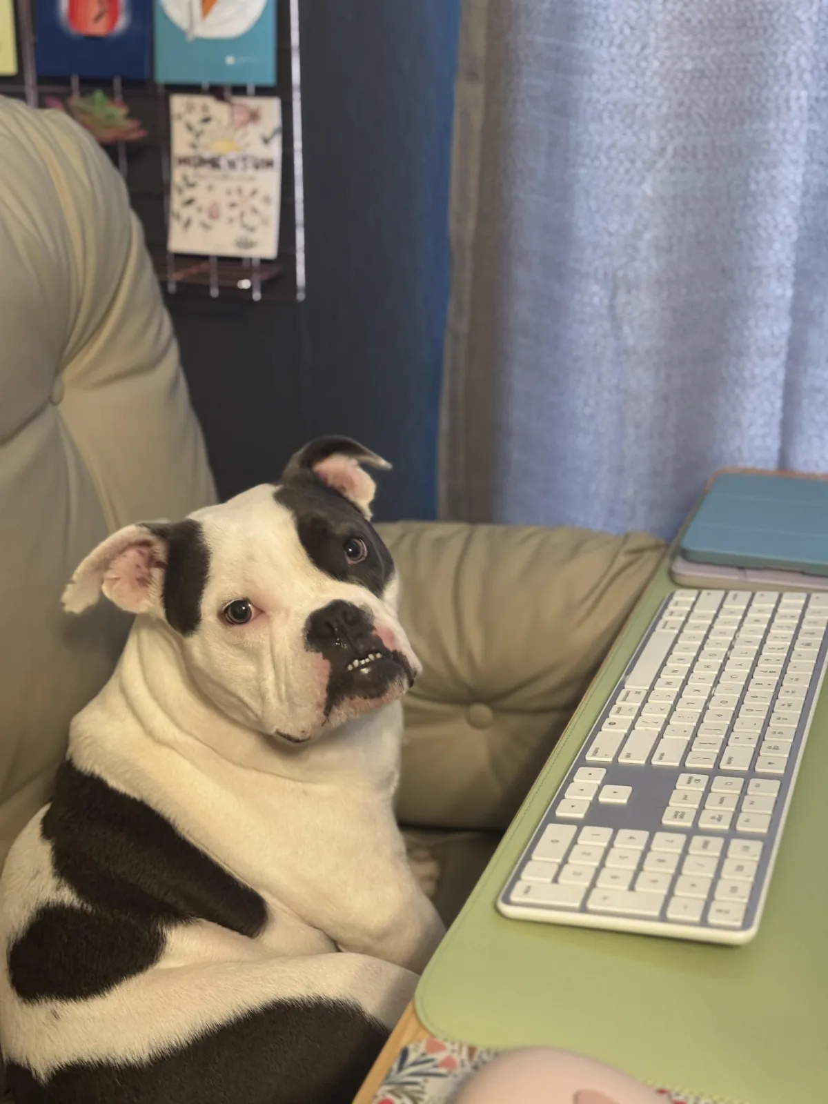 Black and white spotted girl microbully sitting at a desk working from home.