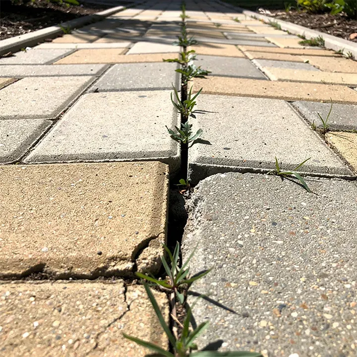 Close-up of sunken, shifted pavers with weeds growing through the joints in Kendale Lakes, Florida