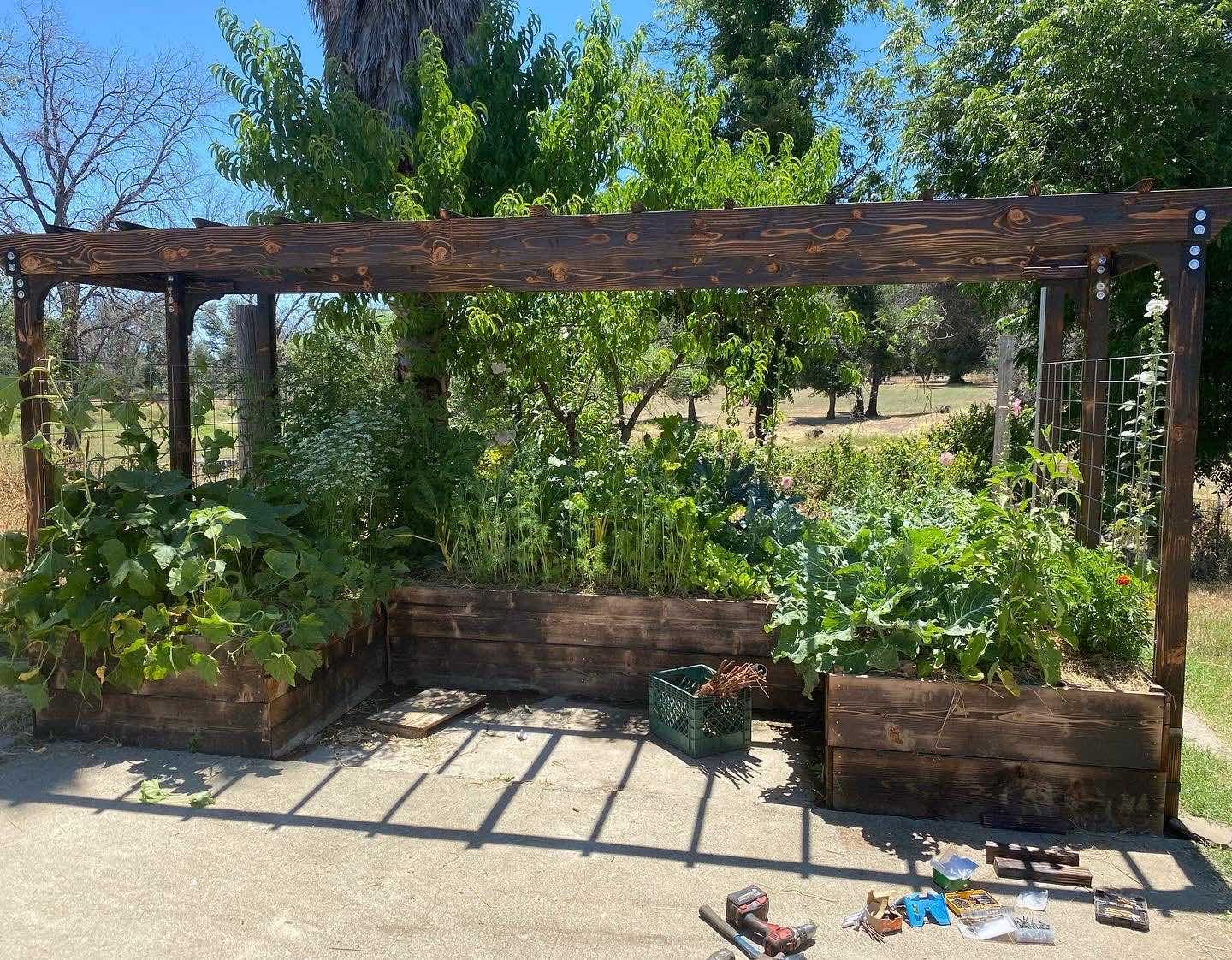 Raised garden beds with trellis structure and edible planting in a Redding CA landscape project by Outdoor Artisans
