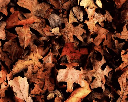 Tree Cutting in Batavia