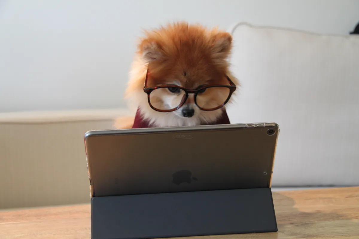 Cookie the Pom Learning with iPad