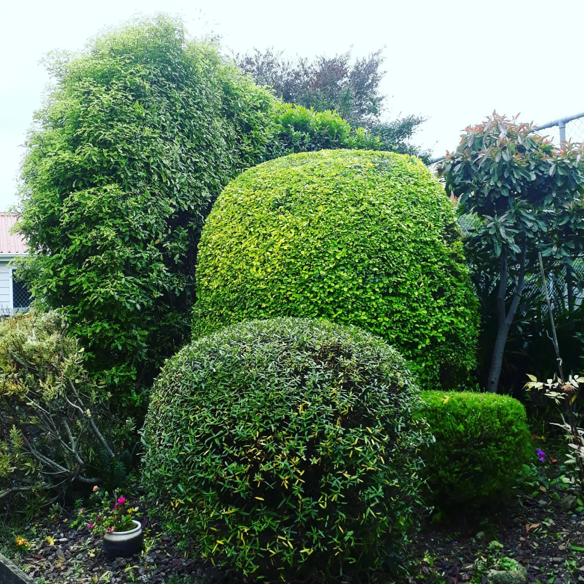 Big Green - Trees, Hedges & Shrubs Image