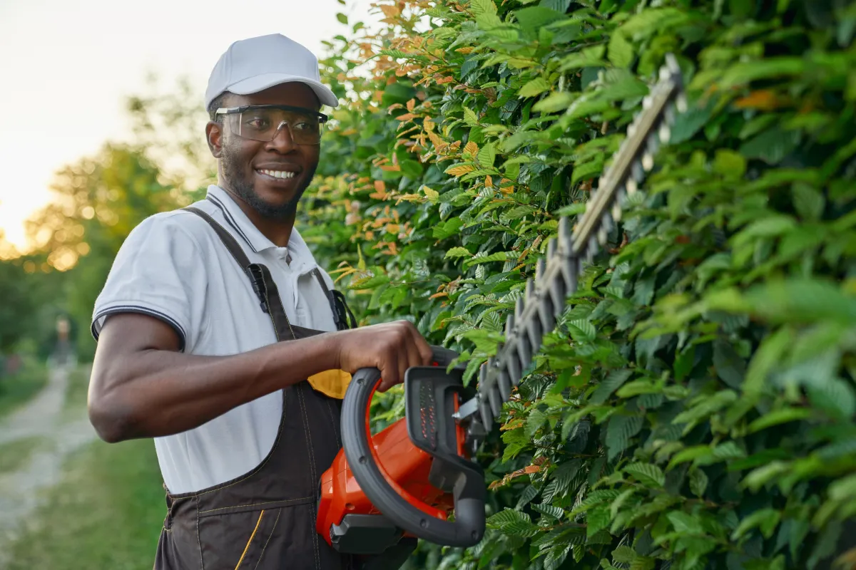 Man Trimming Hedge