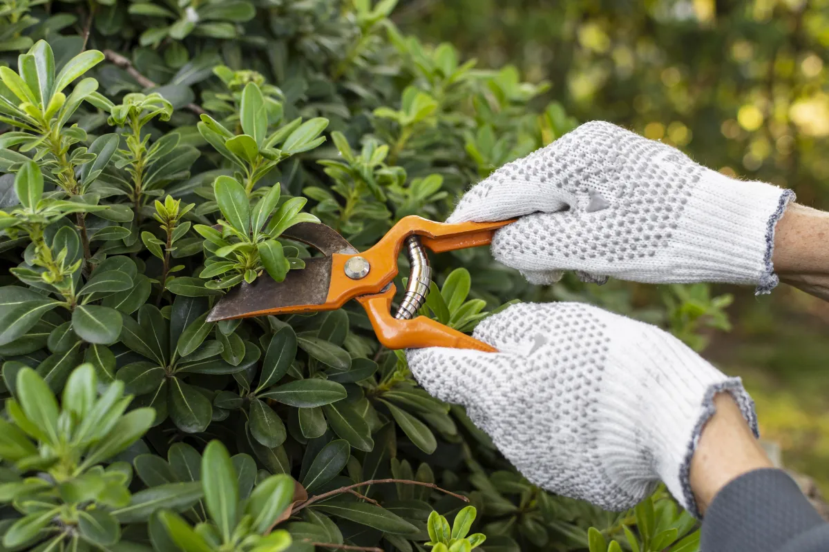 Hands pruning tree