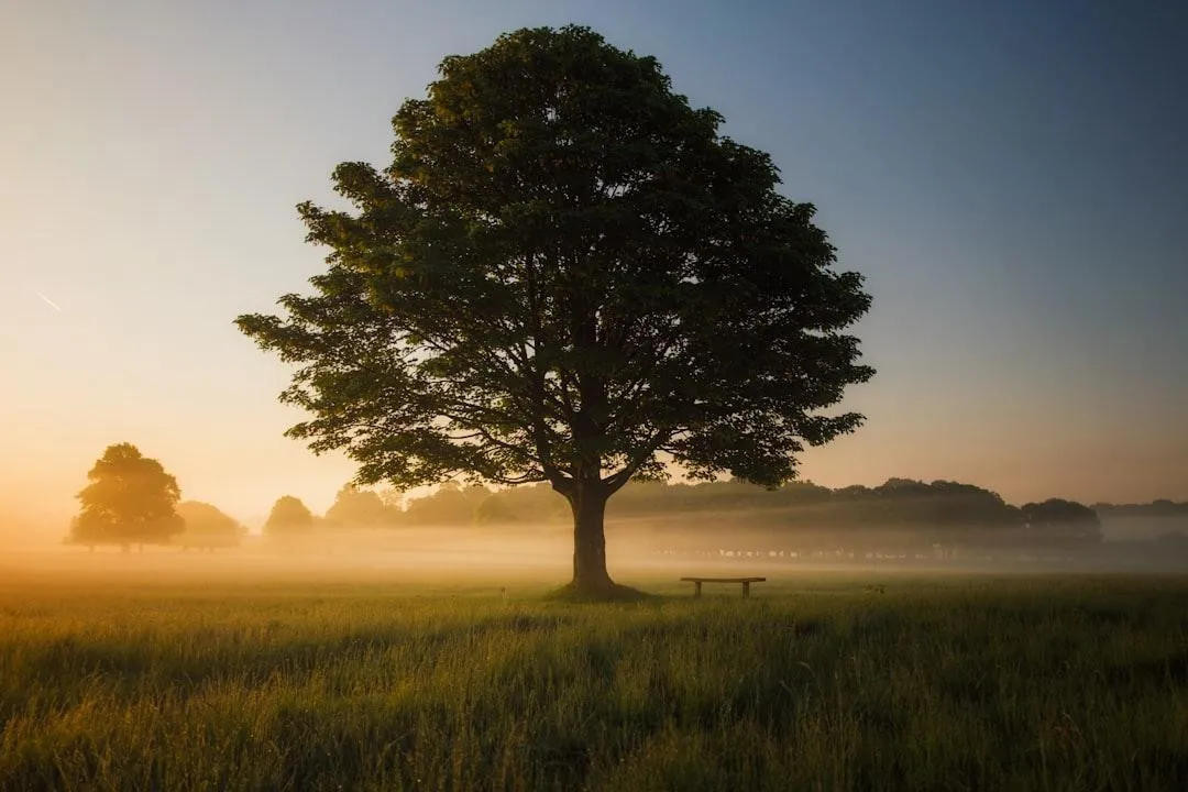 Regular pruning promotes longevity and beauty of trees
