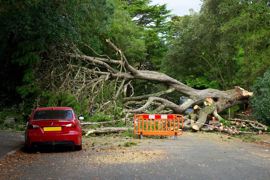 Crew responding to storm damage removing a fallen tree blocking a driveway