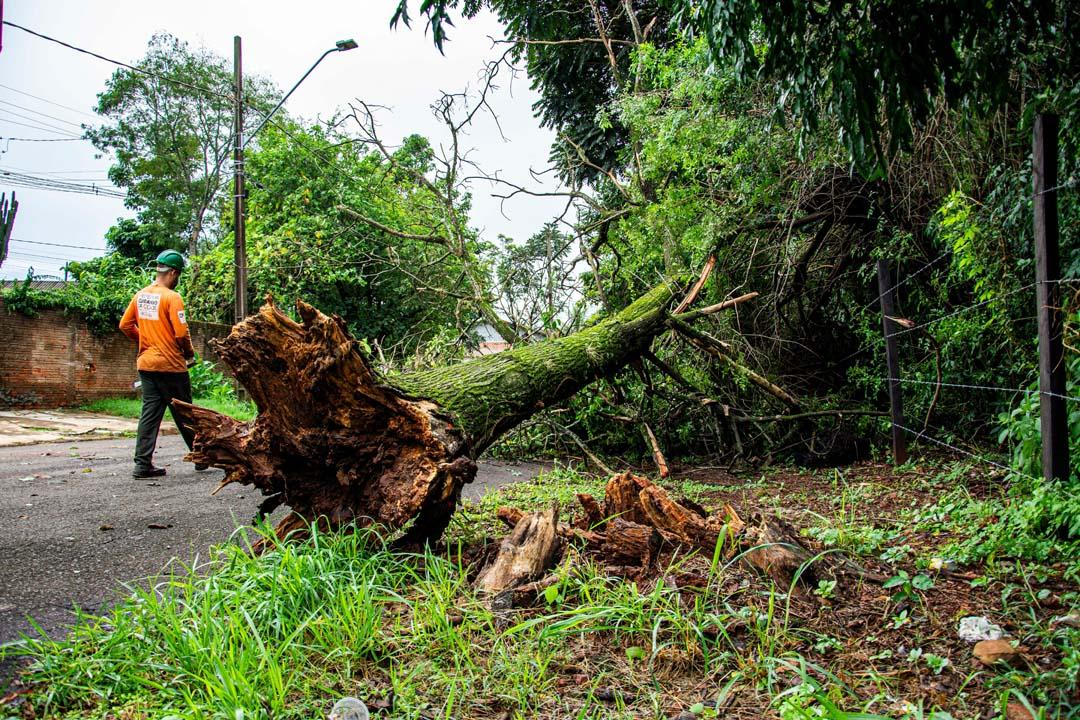 A tree blown over by the wind needs professional tree removal services