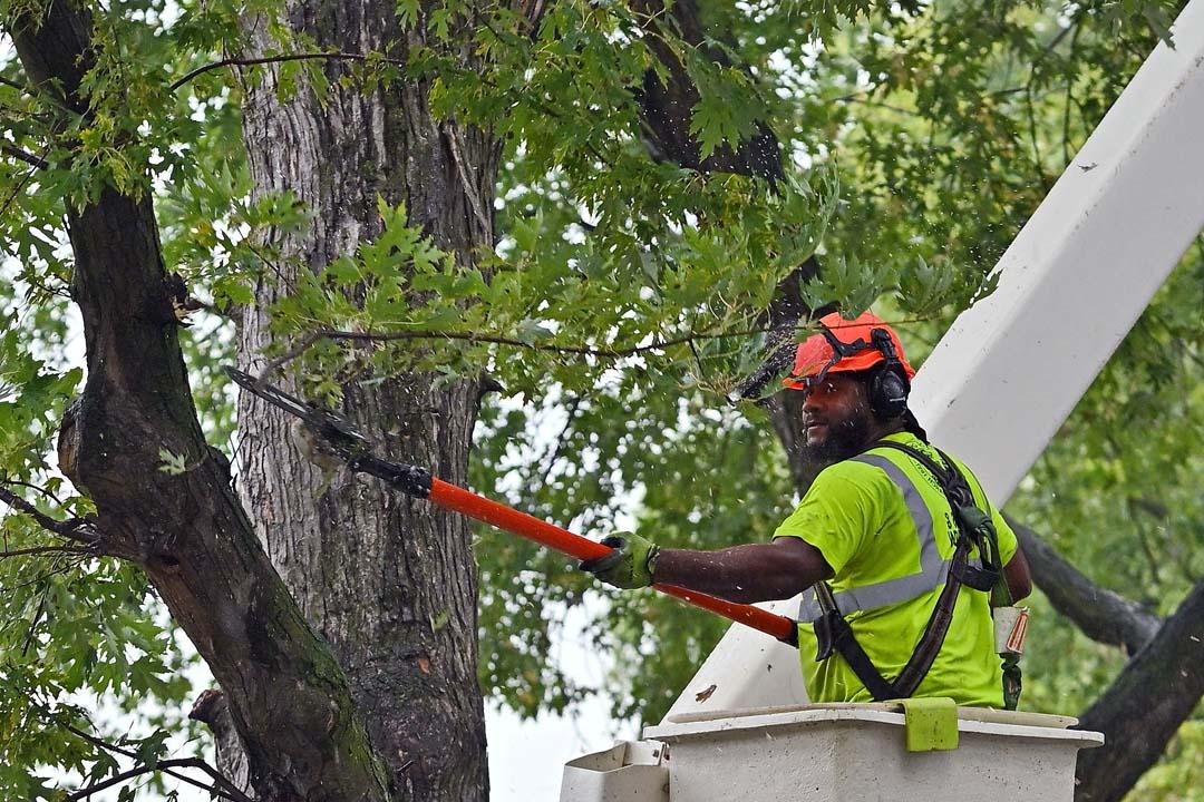 Arborist trimming branches from a tall tree with a chainsaw to improve tree health and safety