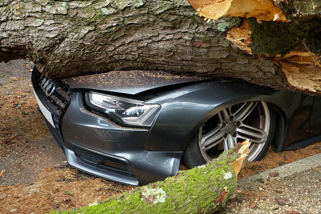 A tree fell on a car causing storm damage and an insurance claim is needed