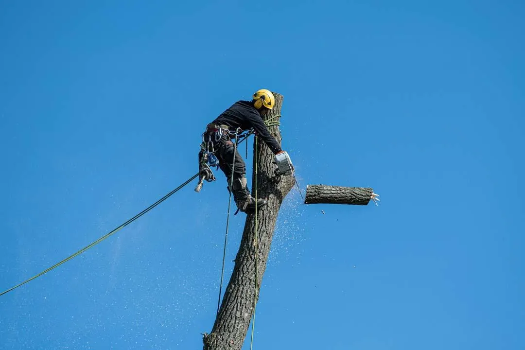 Tree removal crew cutting down a large tree safely with ropes and equipment
