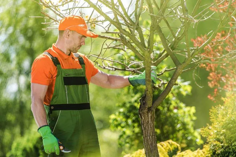 Tree care for businesses promotes tree health and routine trimming for HOA and property management tree services available