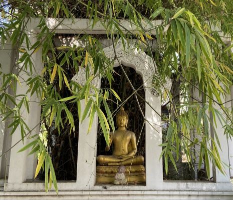 seated buddha in an alcove with hanging tree leaves and limbs